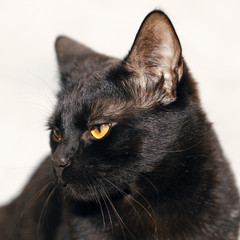 Portrait of a black cat with shiny hair and yellow eyes.
