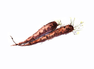 Stock illustration. Two carrots painted in watercolor isolated on white background.