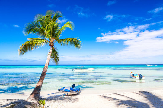 Palm tree on the caribbean tropical beach with boats. Saona Island, Dominican Republic. Vacation travel background