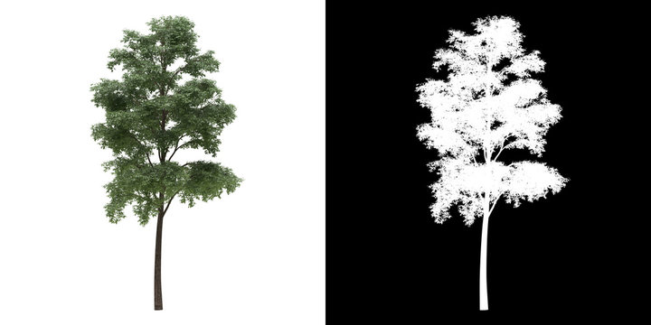 Front view of tree (Bucida Buceras) png with alpha channel to cutout made with 3D render