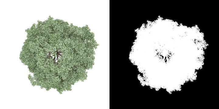Top view of tree (Bucida Buceras) png with alpha channel to cutout made with 3D render