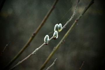 spring, tree, nature, branch, willow, green, bud, plant, twig, leaf, wire, barbed, fence, season, macro, white, growth, new, flower, life, forest, blossom, easter, natural, close-up