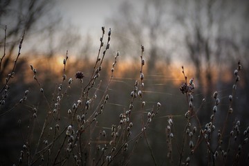 nature, sky, grass, winter, field, sunset, sun, landscape, snow, plant, tree, fog, cold, frost, morning, cloud, water, dry, reed, river, blue, sunrise, evening, lake, forest