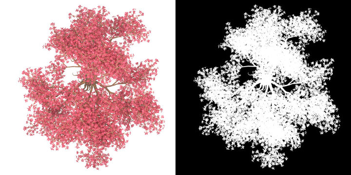 Top view of tree (Chorisia Speciosa) png with alpha channel to cutout made with 3D render