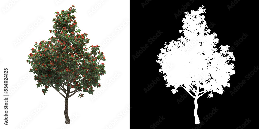 Canvas Prints left view of tree (cordia sebestena) png with alpha channel to cutout made with 3d render