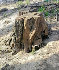 stumps in spring in the forest