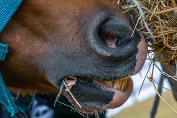 Naklejka premium Detalhe das narinas e dentes de um cavalo marrom, da raçca quarto de milha.