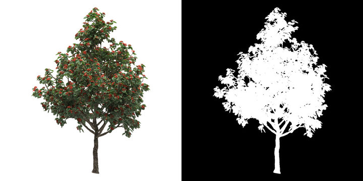 Front view of tree (Cordia Sebestena) png with alpha channel to cutout made with 3D render