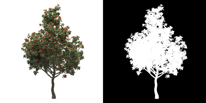 Left view of tree (Cordia Sebestena) png with alpha channel to cutout made with 3D render
