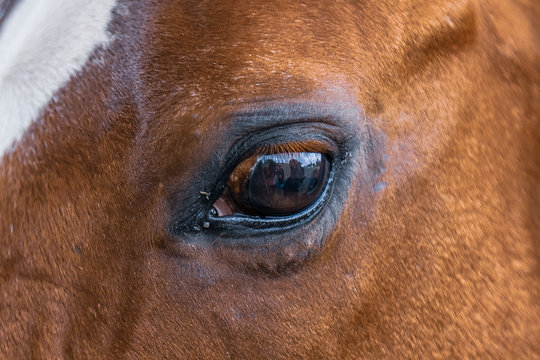 Detalhe do olho de um cavalo na cor alazão, da raça quarto de milha.