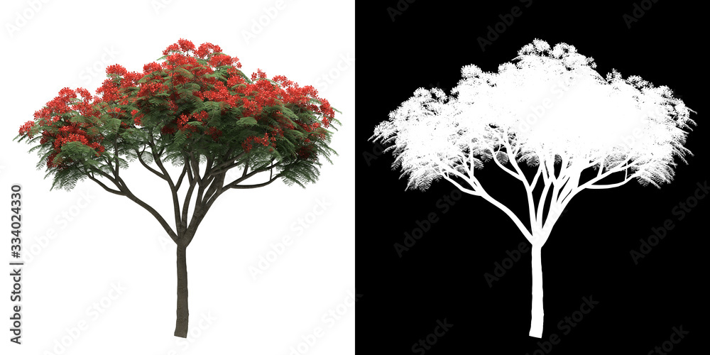 Wall mural left view of tree (delonix regia) png with alpha channel to cutout made with 3d render