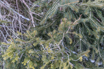 Spruce branches with the needles, a lot of evergreen spruce in the forest - Image