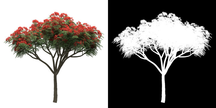 Left view of tree (Delonix Regia) png with alpha channel to cutout made with 3D render