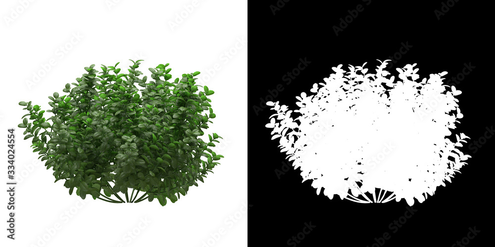 Wall mural front view of tree (ficus microcarpa) png with alpha channel to cutout made with 3d render