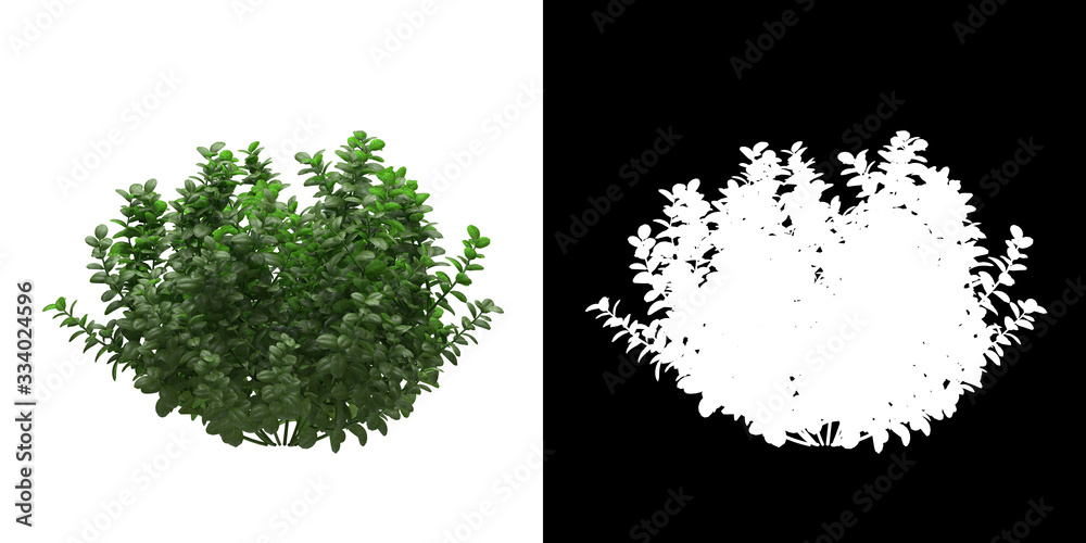 Wall mural left view of tree (ficus microcarpa) png with alpha channel to cutout made with 3d render