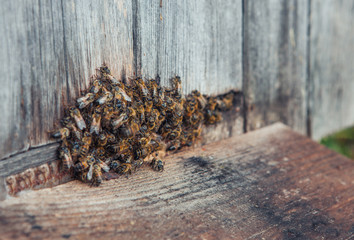 Honey bee in the entrance to a wooden beehive in the evening