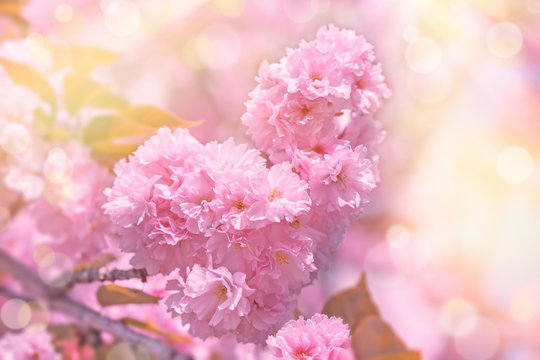 Cherry blossom, flowring cherry, cherry brabch in bloom