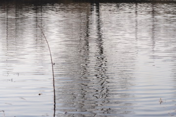water, reflection, lake, nature, blue, sea, abstract, texture, ripples, river, surface, calm, ocean, tree, wave, ripple, landscape, trees, sky, tranquil, pond, green, winter