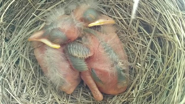 baby birds in nest snuggle