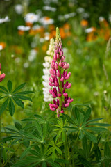 Blooming lupine flowers. A field of lupines. Pink and white lupine in meadow.