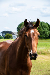 Obraz na płótnie Canvas Brown horse in nature. Portrait of a brown horse.