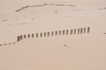 Dunes of the beaches of Valdevaqueros  Tarifa in Cádiz