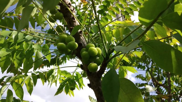 green gooseberry on tree