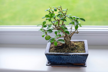 Little bonsai tree Carmona Microphylla - tropical, evergreen dendroid shrub with oval, dark green, glossy leaves, topped with small white dots growing in a rectangle flower pot on a window sill