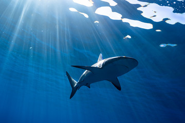 A reef shark swims overhead in sun rays