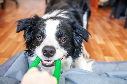 Funny portrait of cute smilling puppy dog border collie holding colourful green toy in mouth. New lovely member of family little dog at home playing with owner. Pet care and animals concept. - Powered by Adobe