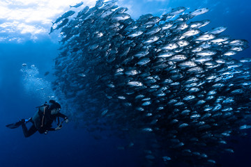 Large school of fish with SCUBA diver looking at watch computer