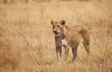 Beautiful lioness walks in the savannah.