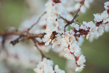 Beautiful floral spring abstract background of nature. Branches of blossoming apricot macro with soft focus on gentle light blue sky background. For easter and spring greeting cards with copy space