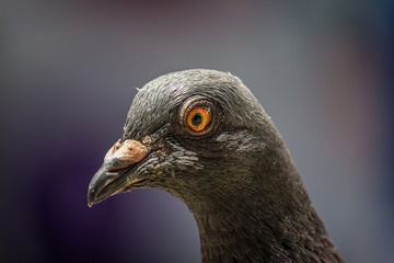 The rock dove, rock pigeon, or common pigeon (Columba livia) is a member of the bird family Columbidae (doves and pigeons).