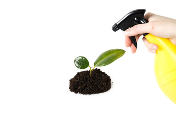 young sprout of a ficus. eco concept future earth. home flower care. green thinking concept. Green living concept.