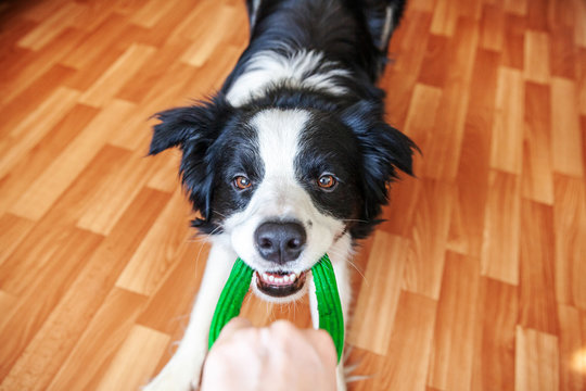 Funny portrait of cute smilling puppy dog border collie holding colourful green toy in mouth. New lovely member of family little dog at home playing with owner. Pet care and animals concept.