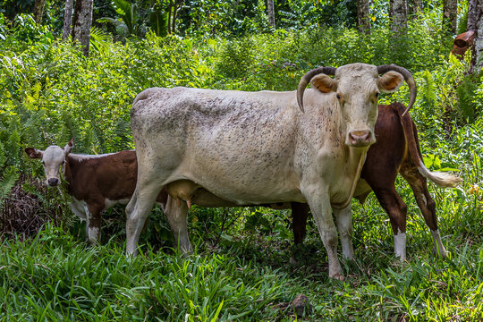 Cattle, or cows, are the most common type of large domesticated ungulates.