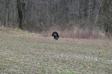 turkey strut