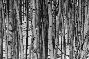 Winter scene in colorado snowy mountains