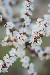 Beautiful floral spring abstract background of nature. Branches of blossoming apricot macro with soft focus on gentle light blue sky background. For easter and spring greeting cards with copy space