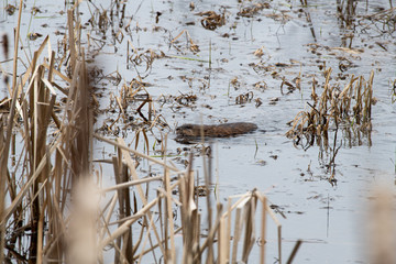 Muskrat