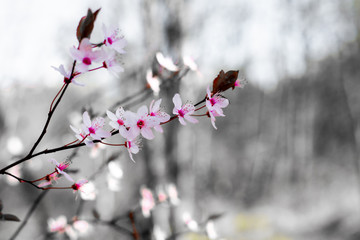 flowers on a tree