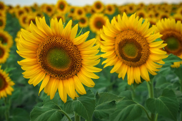 Sunflower natural background. Sunflowers blooming on cloudy day. Close-up of plants.
