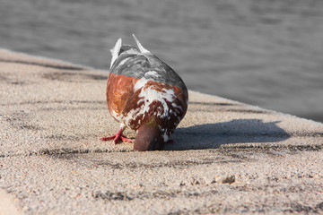 Wild pigeon on the seashore