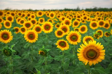 Obraz premium Sunflower natural background. Sunflowers blooming on cloudy day. Close-up of plants.