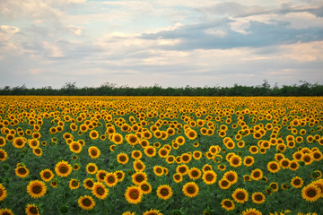 Obraz premium Sunflower natural background. Sunflowers blooming on cloudy day. Close-up of plants.