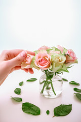 Fototapeta na wymiar Bouquet of fresh spring pink roses on white. Woman hand holding rose, placing in vase.