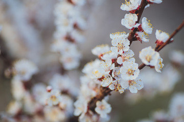 Beautiful floral spring abstract background of nature. Branches of blossoming apricot macro with soft focus on gentle light blue sky background. For easter and spring greeting cards with copy space