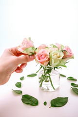 Bouquet of fresh spring pink roses on white. Woman hand holding rose, placing in vase.