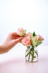 Bouquet of fresh spring pink roses on white. Woman hand holding rose, placing in vase.